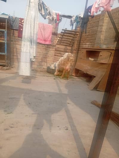 Female or fame for sale