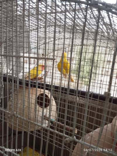 pair penjeri ki saith