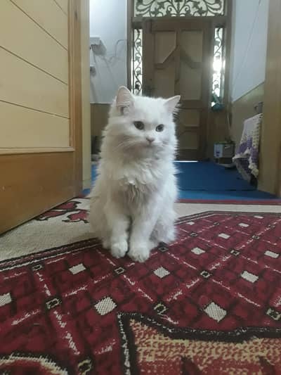 playful gray color kitten for sale