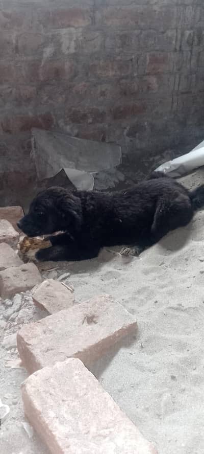 rabta Nmbr 03454569807