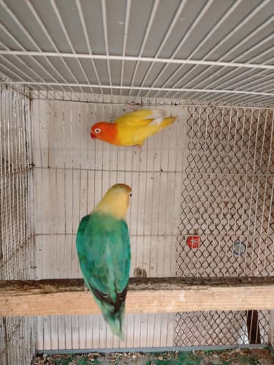 lutino opline B1B2 Male x Parblue opline Split ino Female Breeder pair