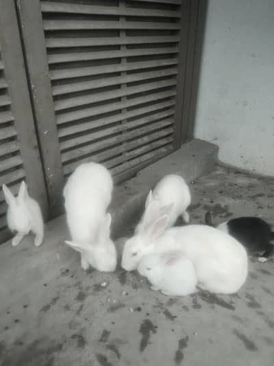 1 male 2 female red eyes buried bhi karte Ha