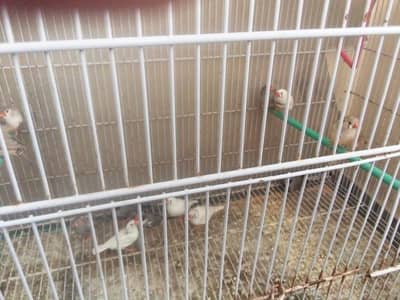 Seeling 12 pieces of finches