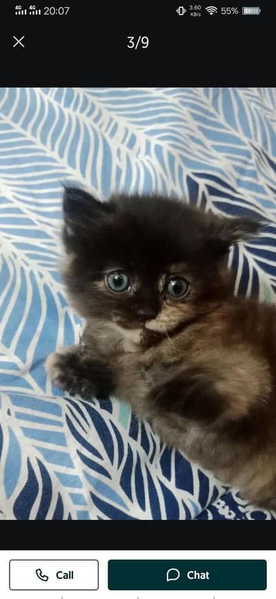 tortoise Persian cat 