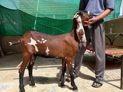 Pure Bloodline Goats For sale