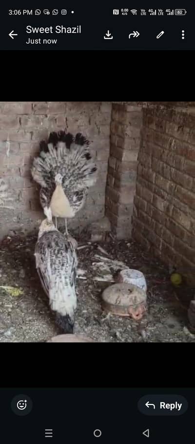 black shoulder female peacock (mornii)