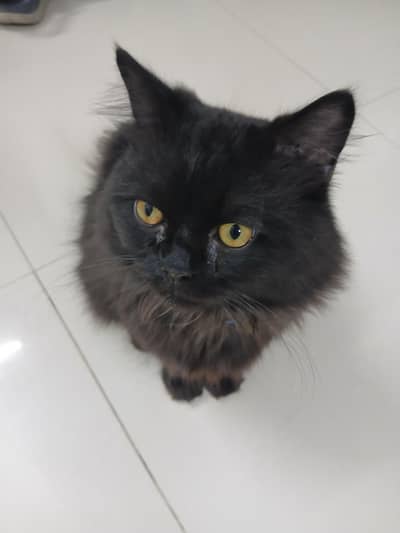 Persian cat potty trained