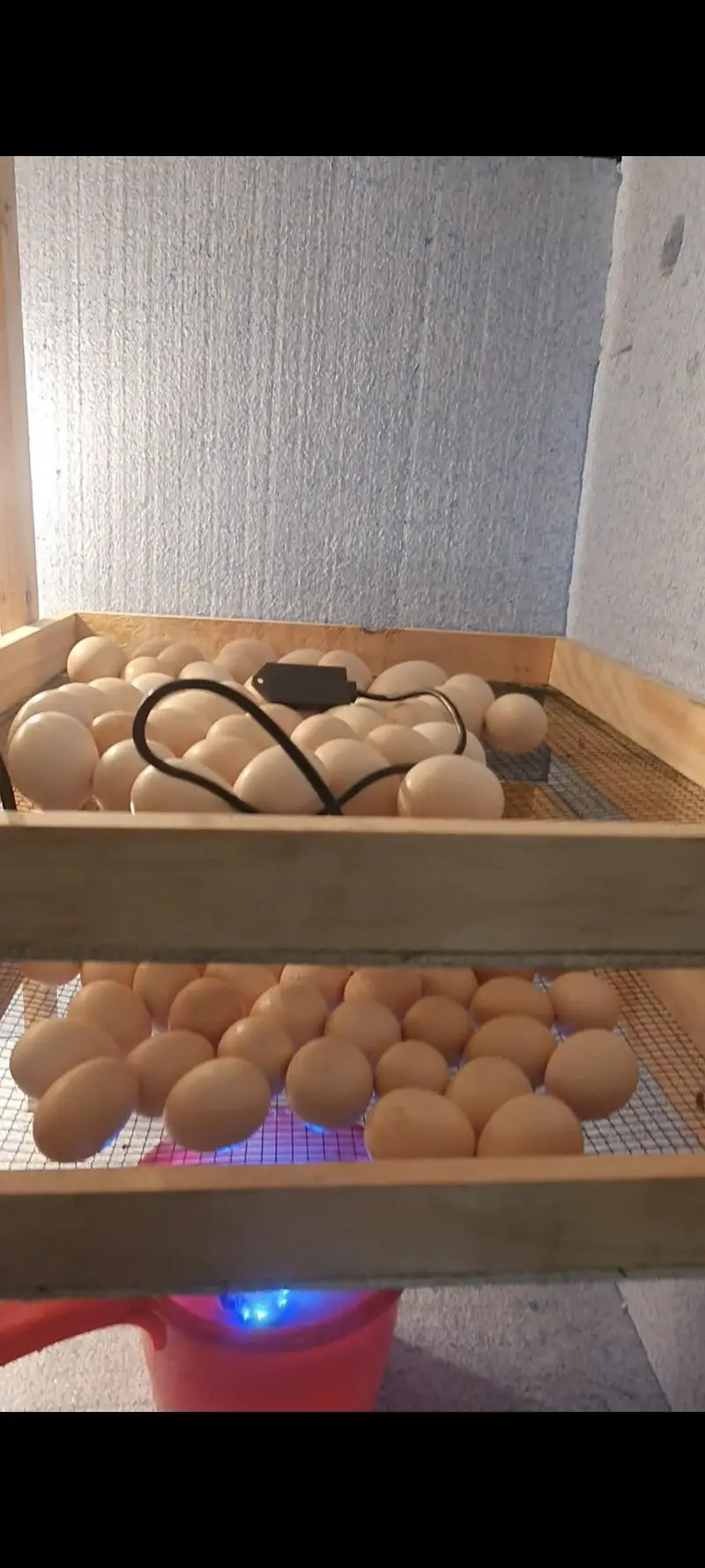 Semi Auto Incubator — photo 3