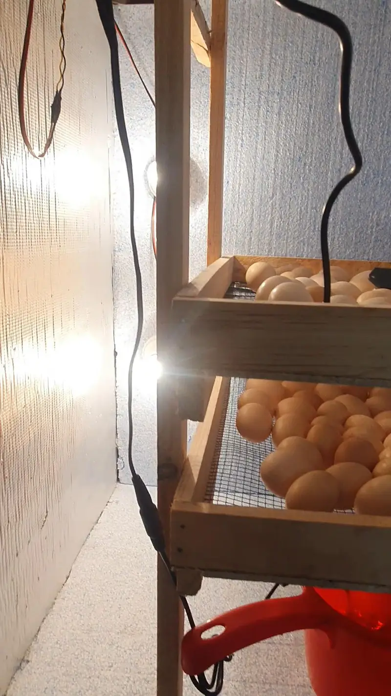 Semi Auto Incubator — photo 4