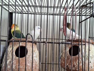 lovebirds parrots for sale