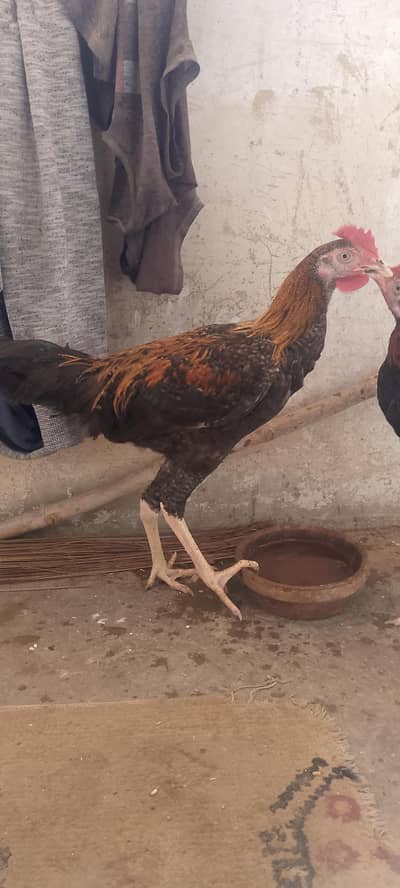 aseel sath mora nasal 2 murge aik murgi pure aseel h