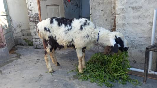 Brown Turkey Dumba for sale