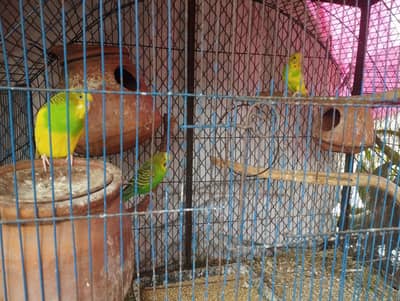parrots for sale