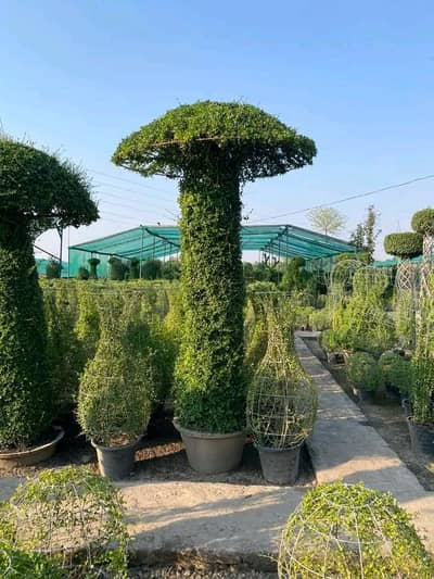 all fruit and plants available