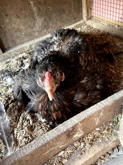 kuruk and desi murgian for sale