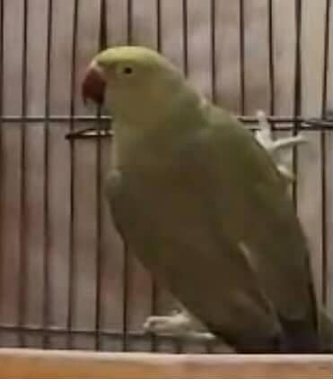 Olive Ringneck Female