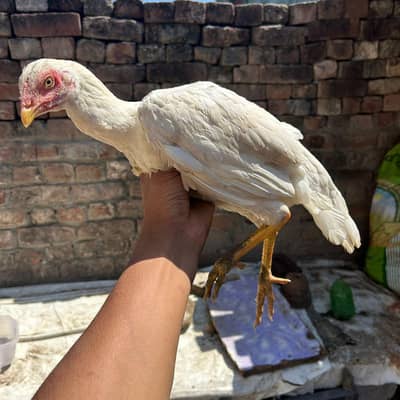 aseel pathy pathiya for sell