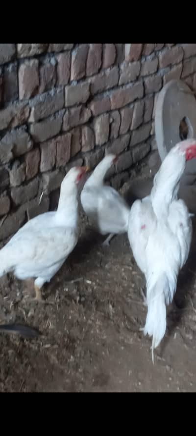 origional white color 1mal 3femal. 6k per head