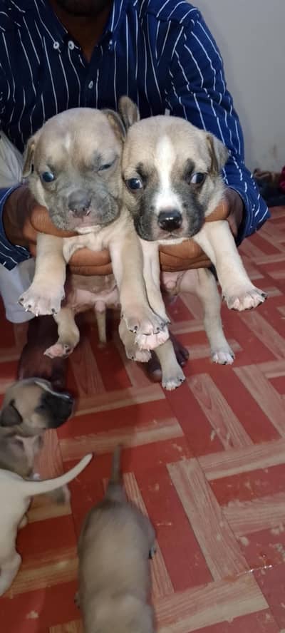 pitbull male and female puppys
