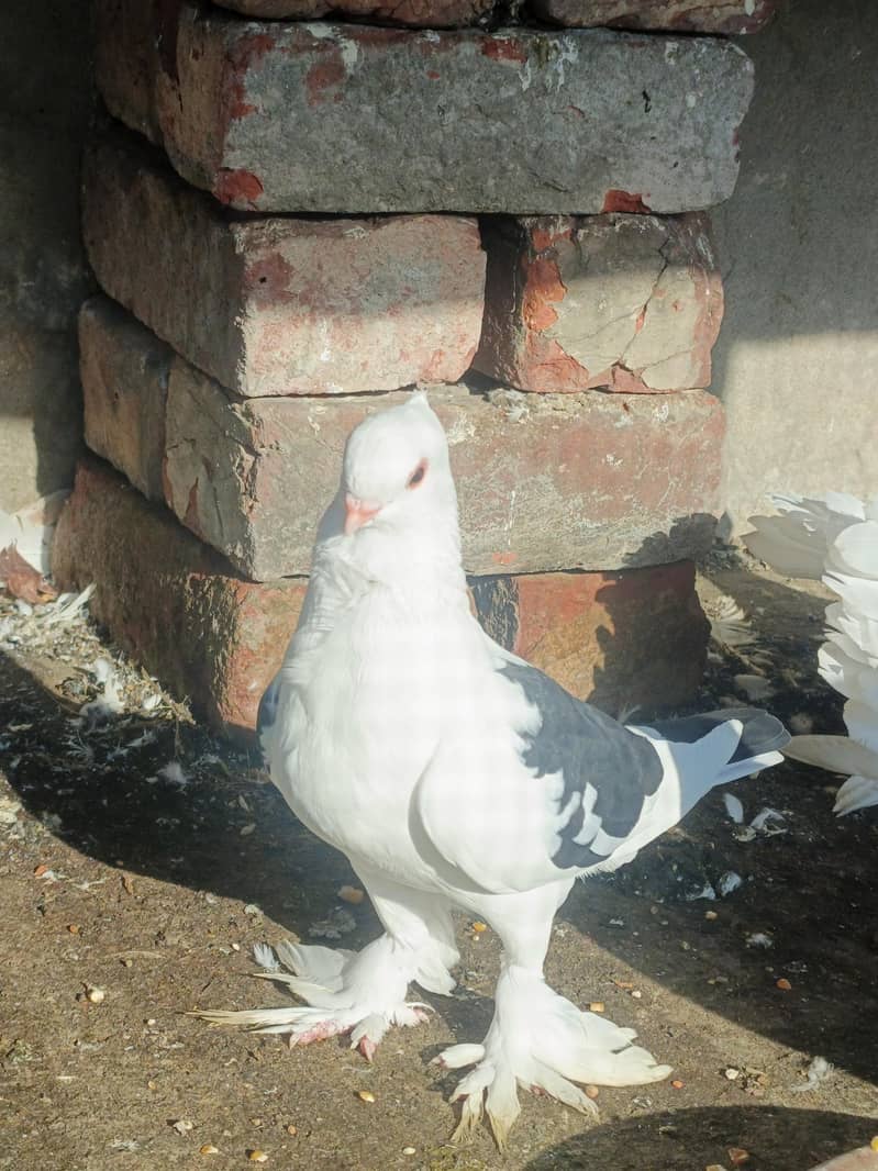 بریڈر پیئر 1