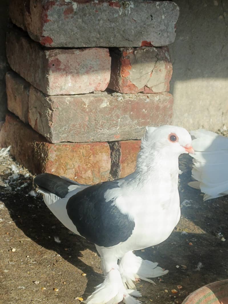 بریڈر پیئر 2