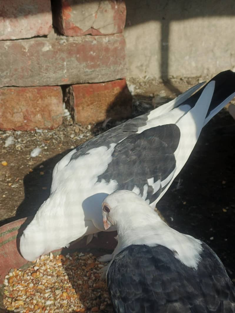 بریڈر پیئر 3