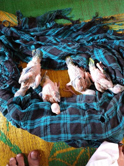 green parrot ke bacche