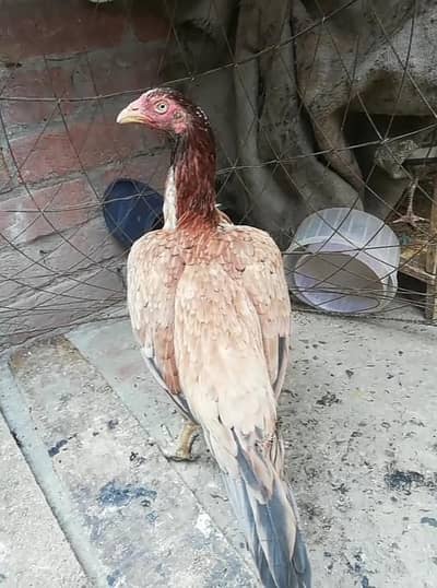 aseel murgi for sale