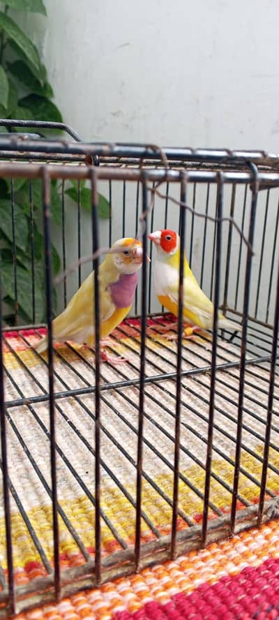 lady goldiean lotino