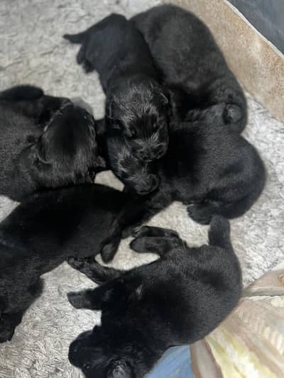 Black German Shepherd | Pedigree Puppy | Show quality Puppies | GSD