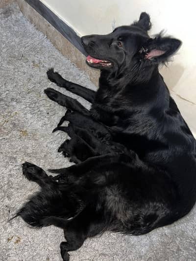 Black German Shepherd | Pedigree Puppy | Show quality Puppies | GSD