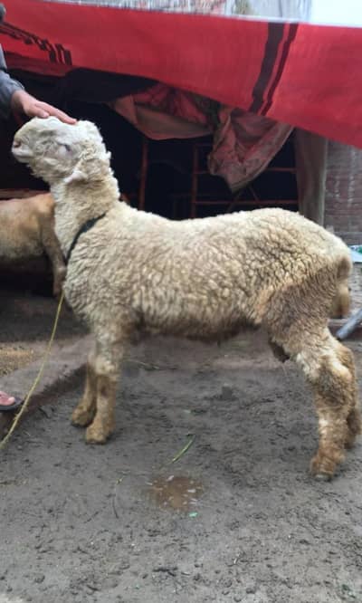 Ghar kay phaly mundray for sale in Gujranwala 03188305150