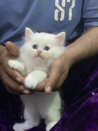 punch face tripple cotted female kitten for sale
