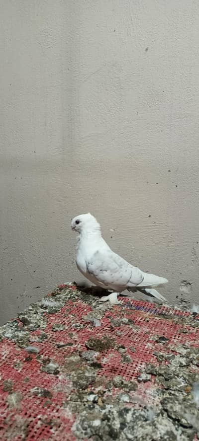 pencil lace breeder female