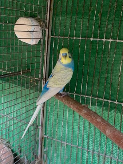 budgie