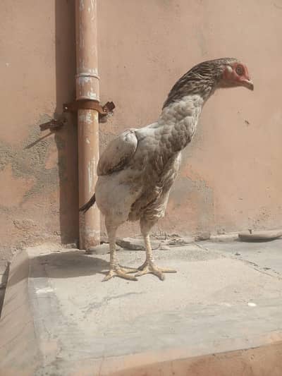 Aseel jawa madi for sell