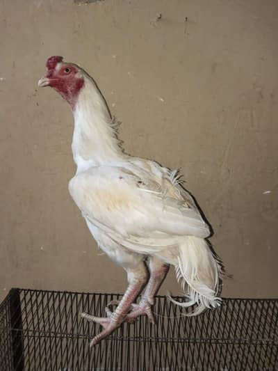 white hera aseel pure