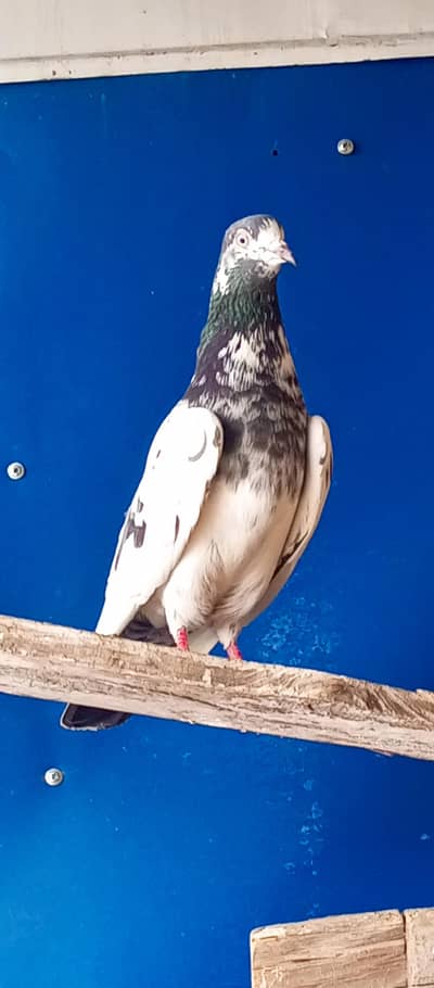 Aslamoalikum. 4 pigeon for sale