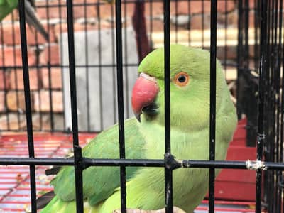 Hand-tamed parrot for sale