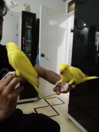 yellow Ringneck chiks