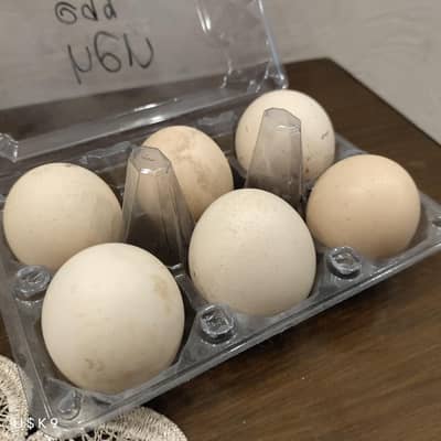 Fertile Aseel eggs