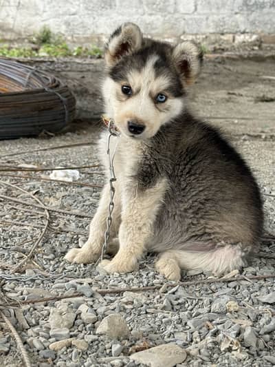 Siberian Huskey Mail