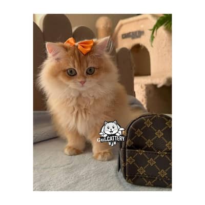 Persian British punch face piki face kitten cat available