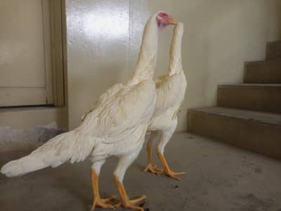 Aseel German  Shamo | Shamo breeder female | Shamo patha | Aseel sale