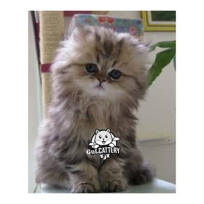 Persian British punch face piki face kitten cat available