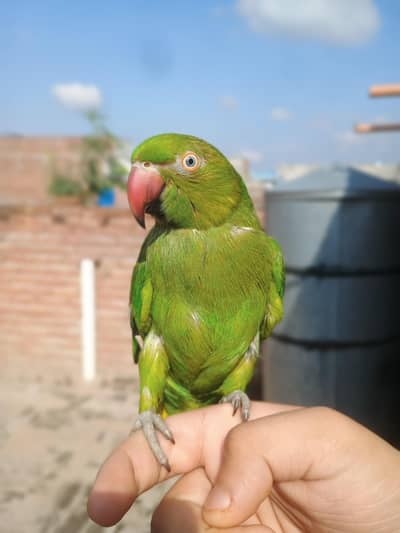 Parrot