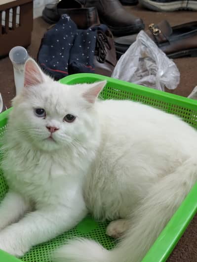 Persian cat odd eyed