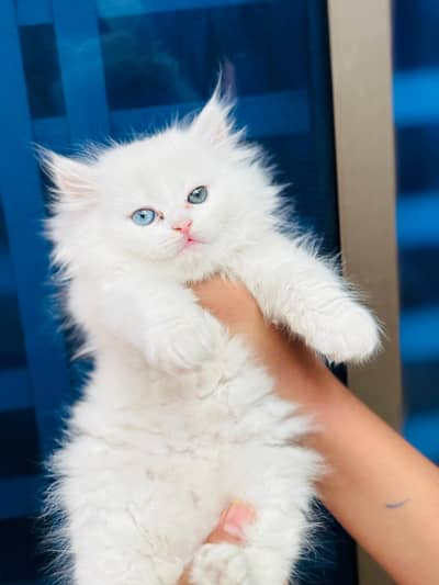odd eyes male kitten available for sale