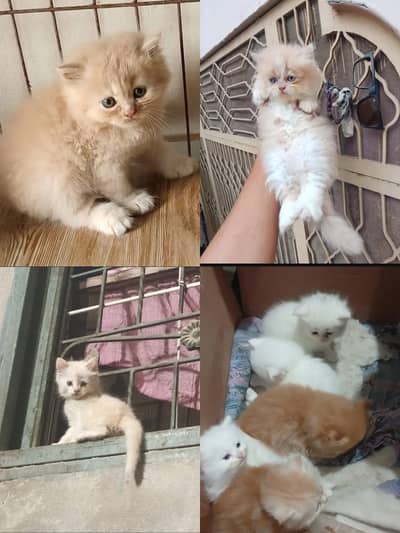 Persian cat / Persian kittens / triple coated / punch face kitten /cat