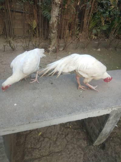 15 Eggs Of Paper White Heera  Breeder Pair